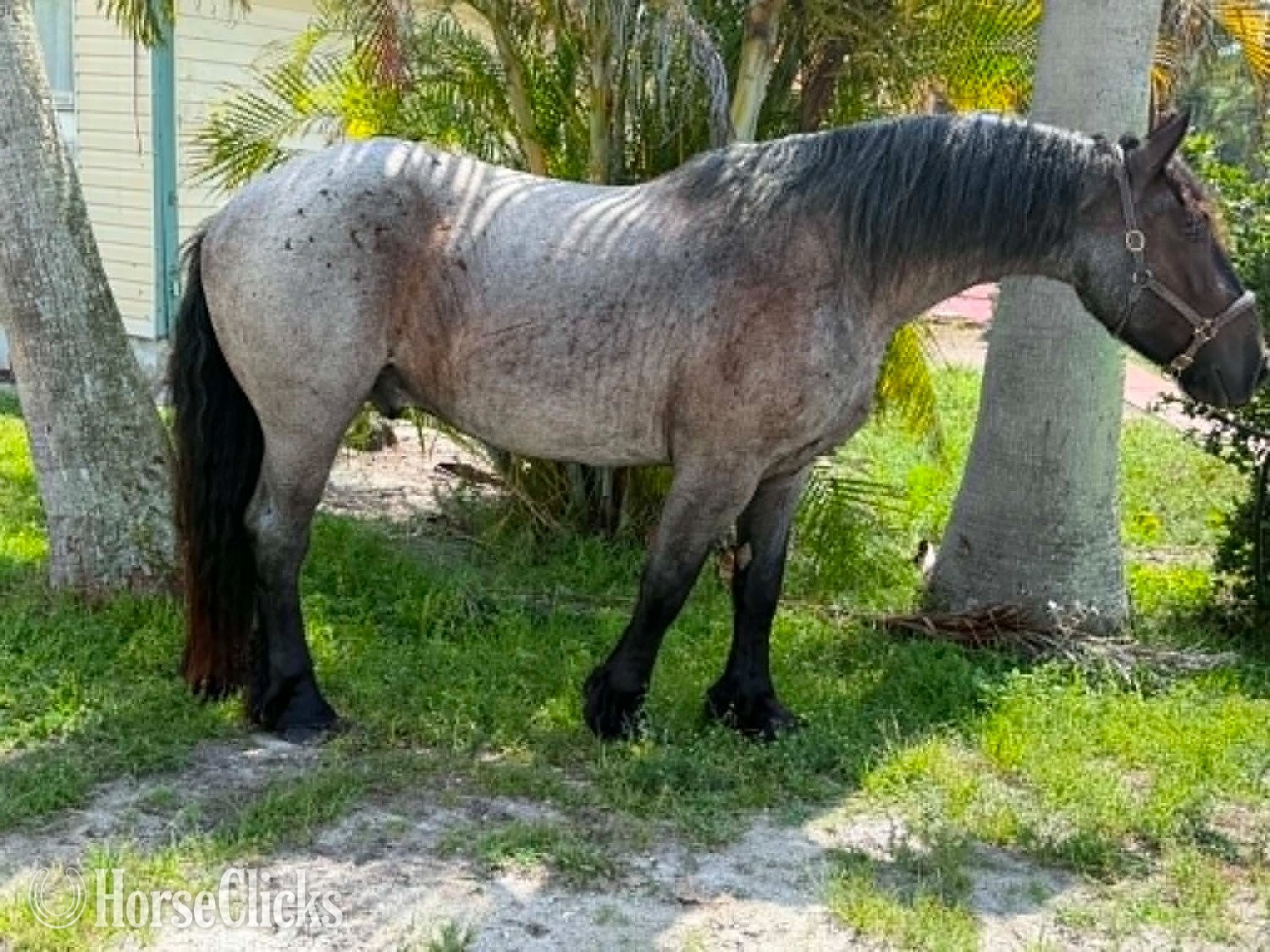 Draft - "MOONSHINE" Blue Roan Gelding Draft in Florida