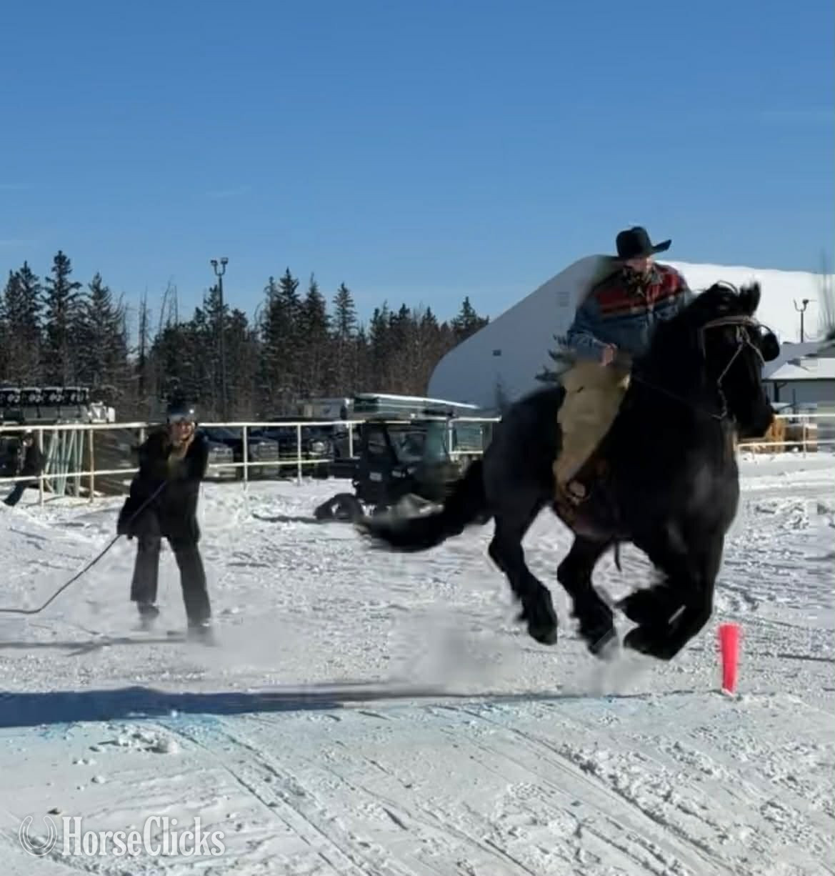 Draft - "MOONSHINE" Blue Roan Gelding Draft