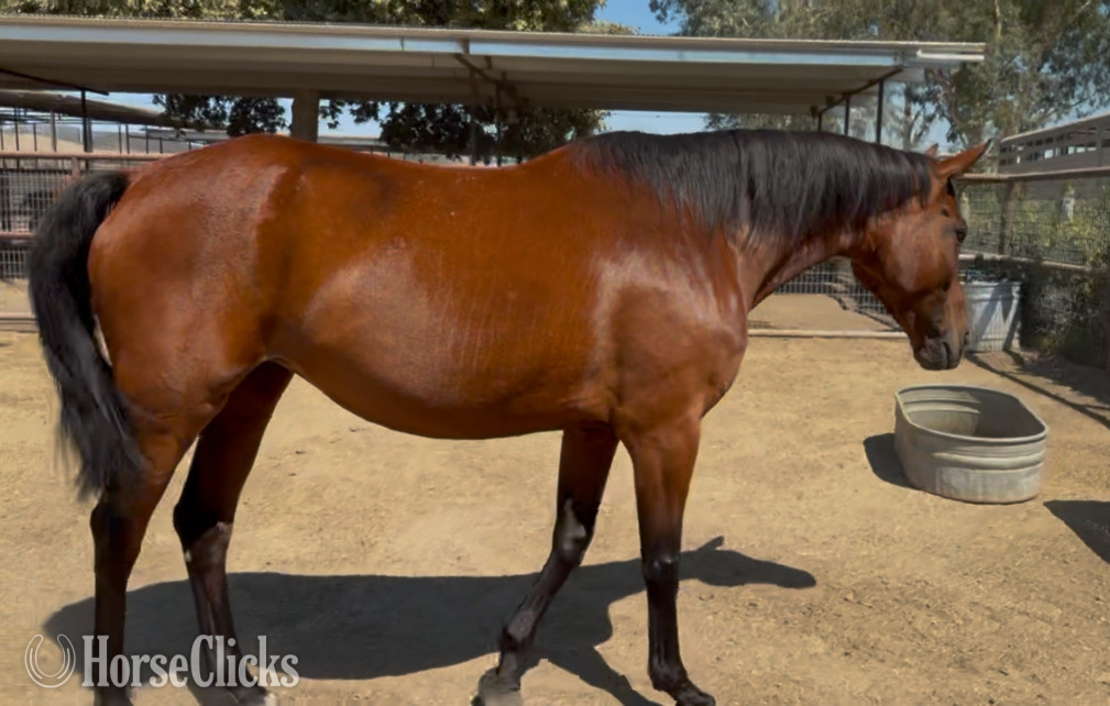 "Wroyal Rival" Bay Mare Warmblood in California