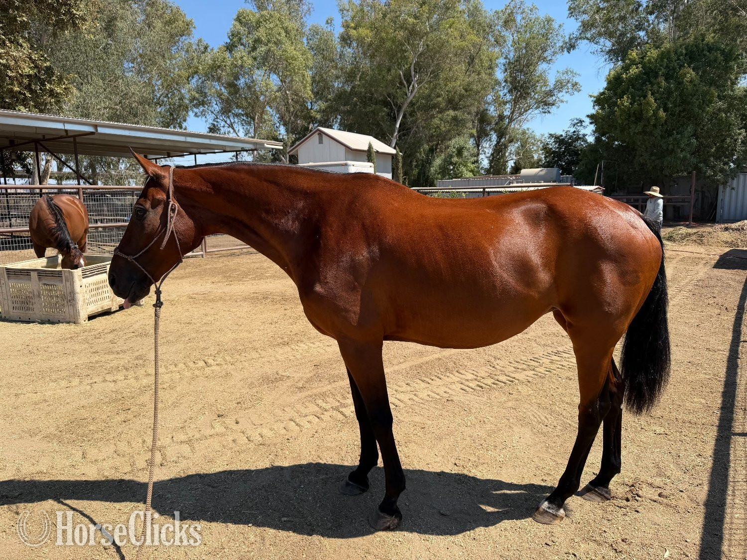"Wroyal Rival" Bay Mare Warmblood