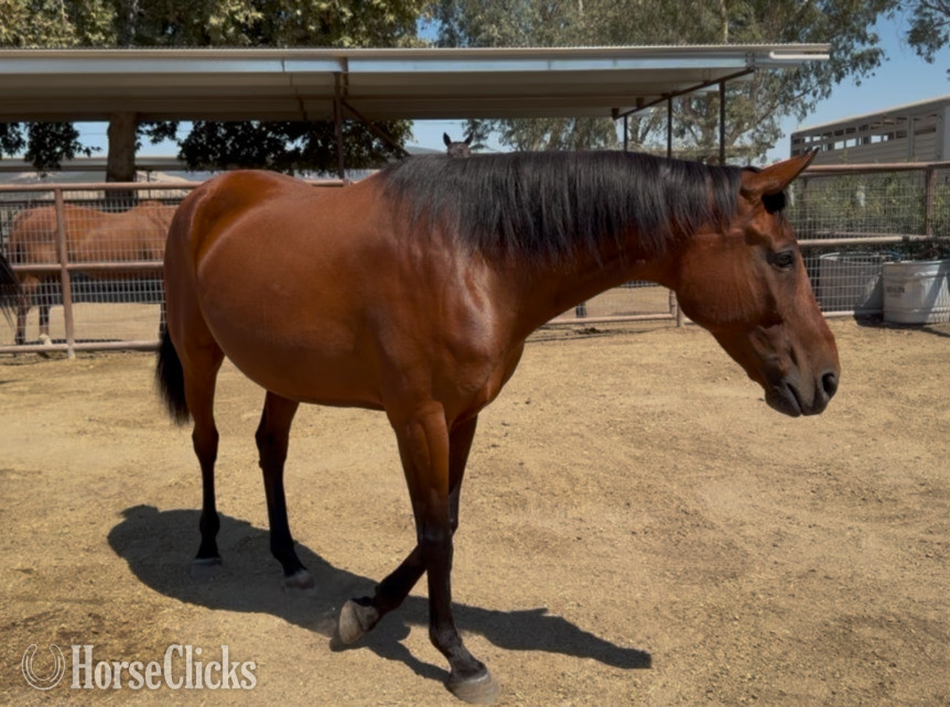 California "Wroyal Rival" Bay Mare Warmblood