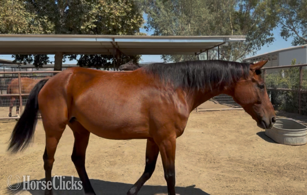 "Wroyal Rival" Bay Mare Warmblood - Warmblood in California