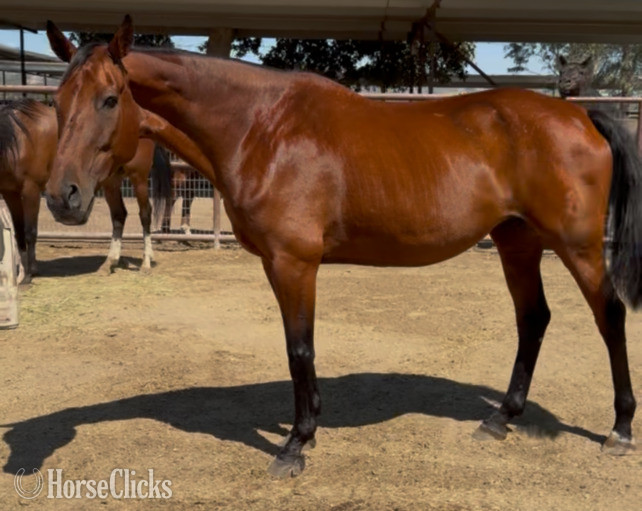 "Wroyal Rival" Bay Mare Warmblood - Warmblood