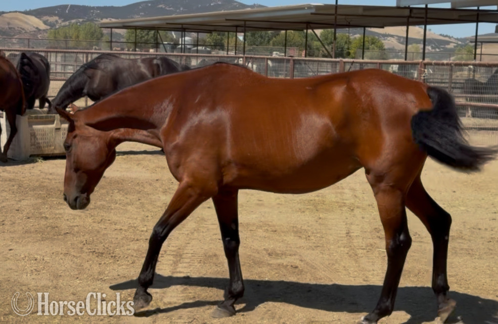 "Wroyal Rival" Bay Mare Warmblood California