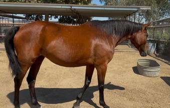 "Wroyal Rival" Bay Mare Warmblood