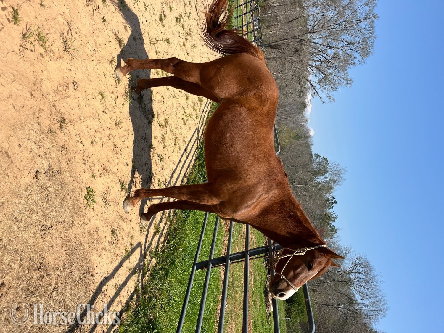 "Mare " Chestnut Mare Quarter Horse