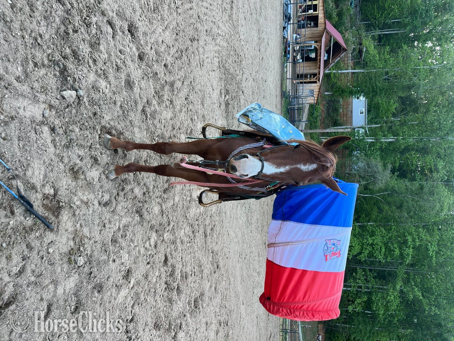 South Carolina "Mare " Chestnut Mare Quarter Horse