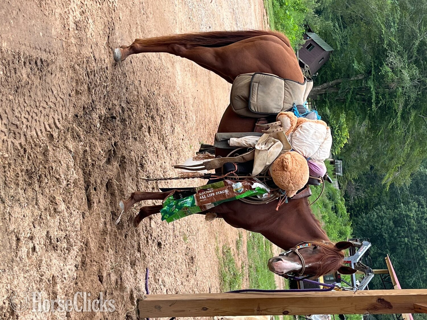 "Mare " Chestnut Mare Quarter Horse - Quarter Horse in South Carolina