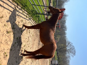 "Mare " Chestnut Mare Quarter Horse