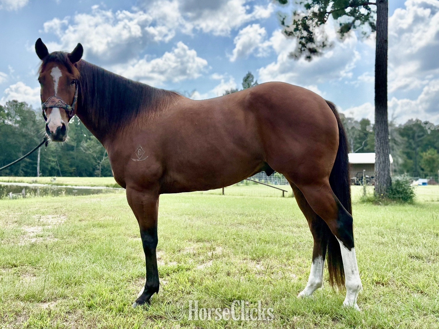 "RDC Sharp N Rare" Bay Gelding Quarter Horse in Texas