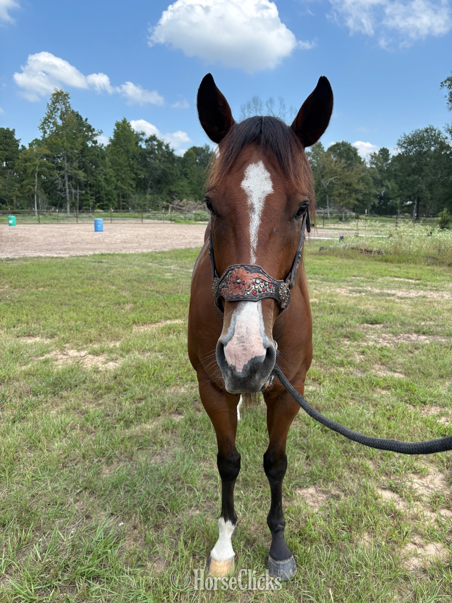 "RDC Sharp N Rare" Bay Gelding Quarter Horse