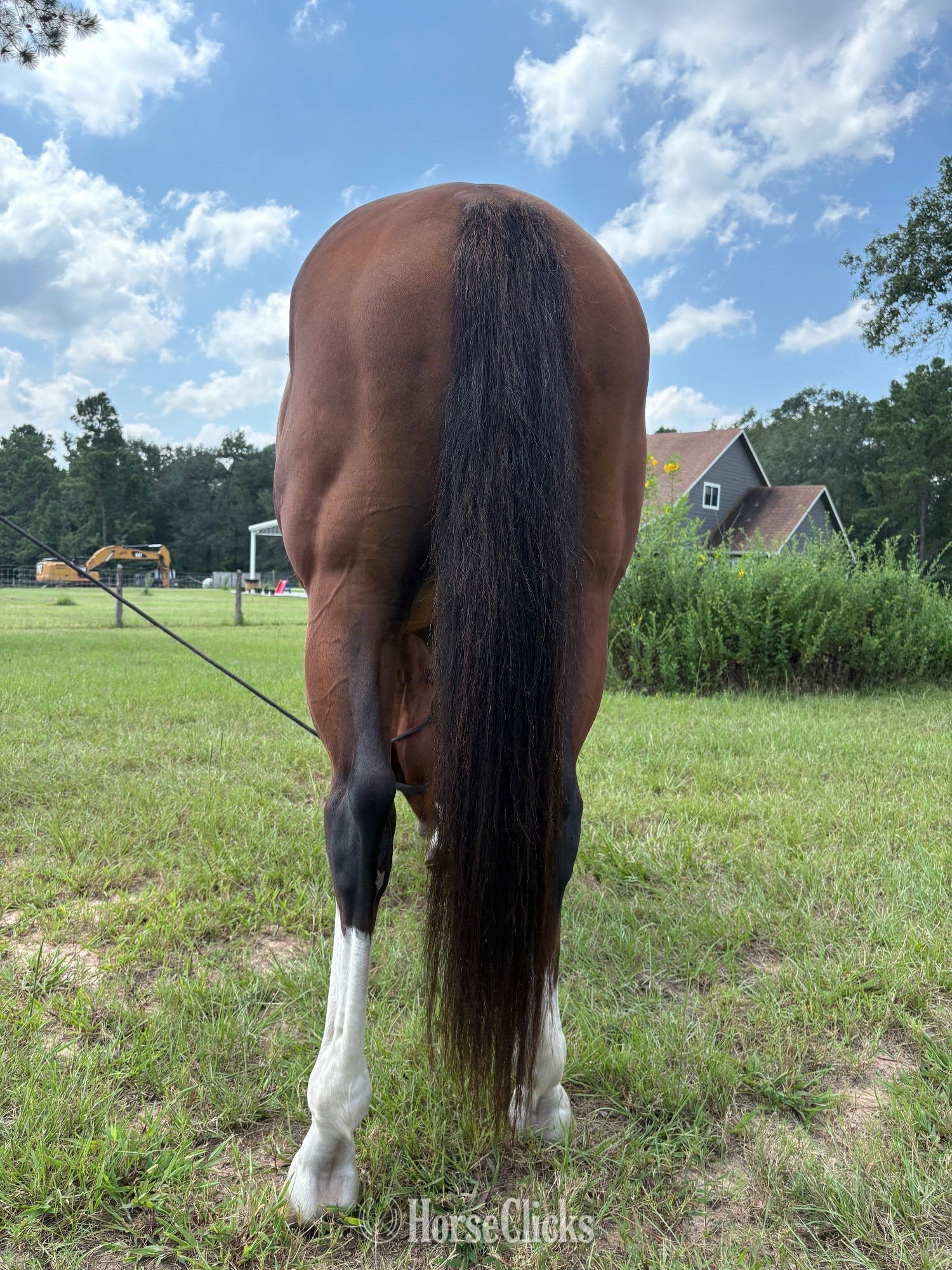 "RDC Sharp N Rare" Bay Gelding Quarter Horse - Quarter Horse in Texas