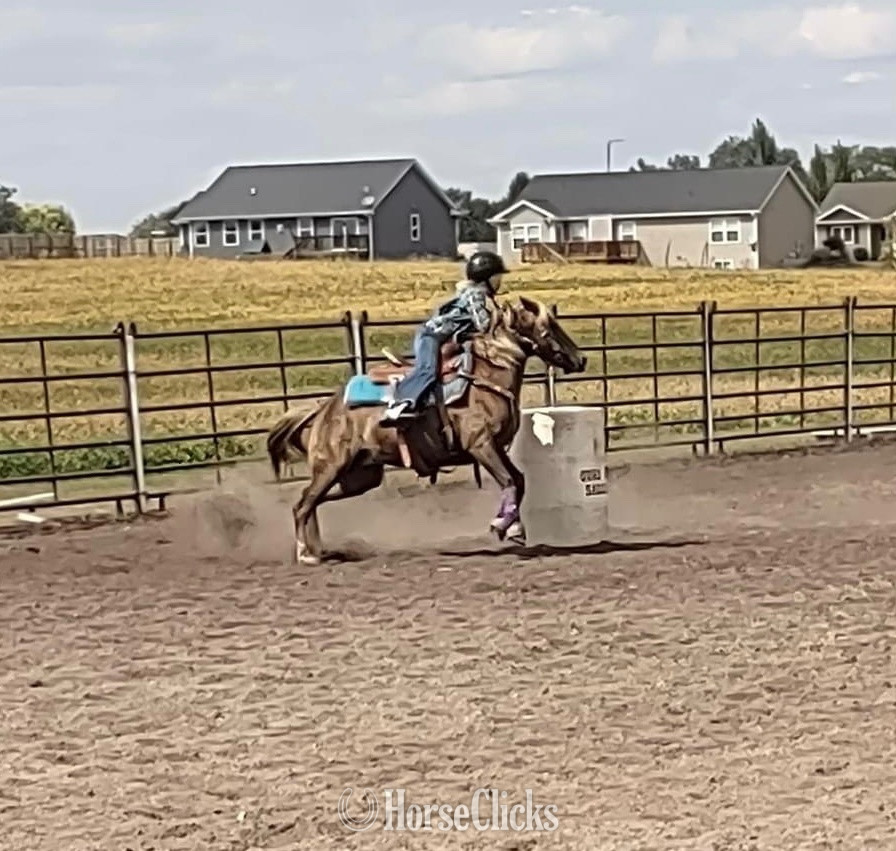 "Marge" Palomino Mare Quarter Pony