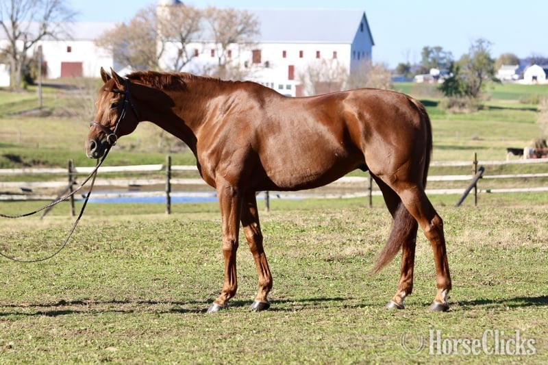 "Frankie" Chestnut Gelding Thoroughbred in Texas