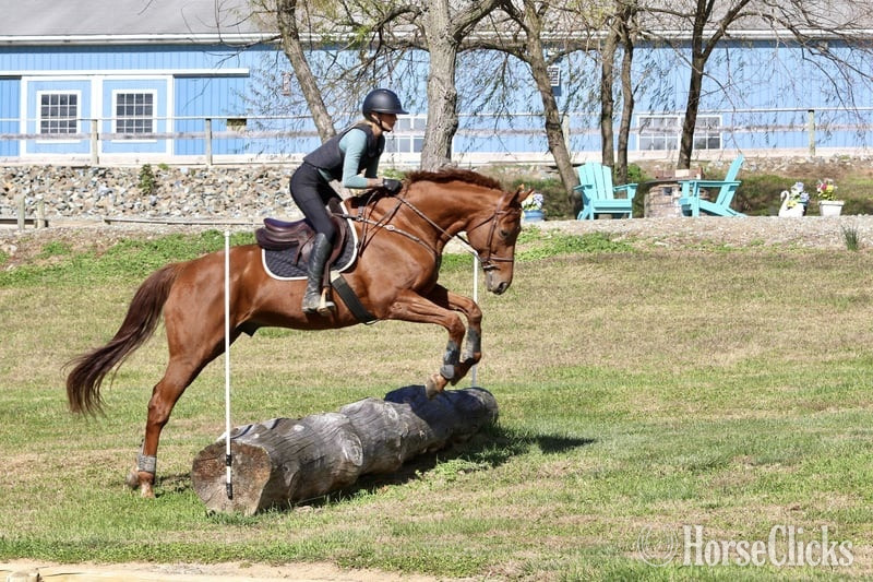 "Frankie" Chestnut Gelding Thoroughbred