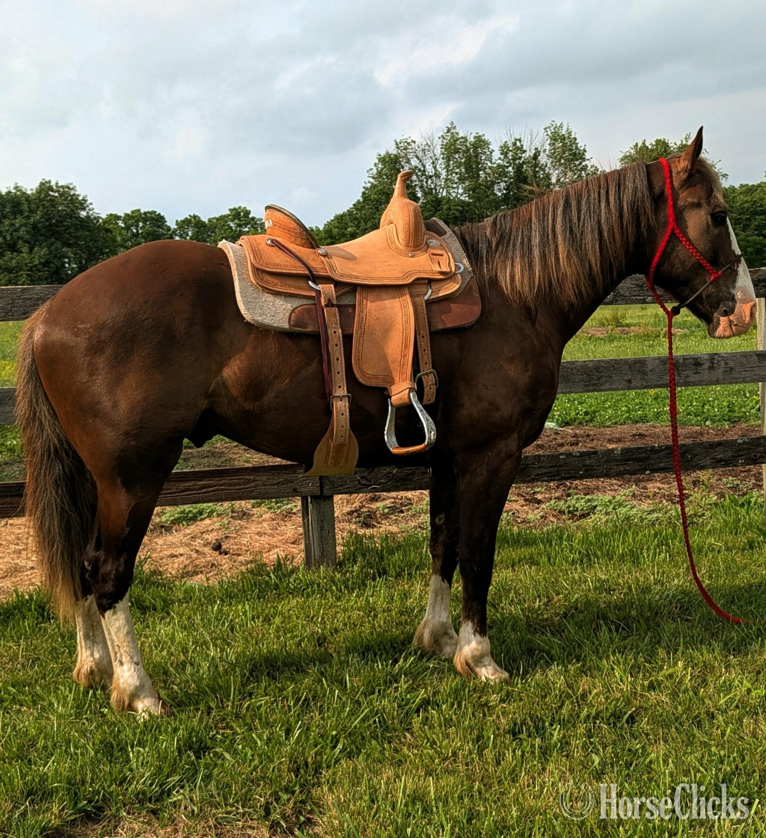"Hershey " Chocolate Gelding Draft in Ohio