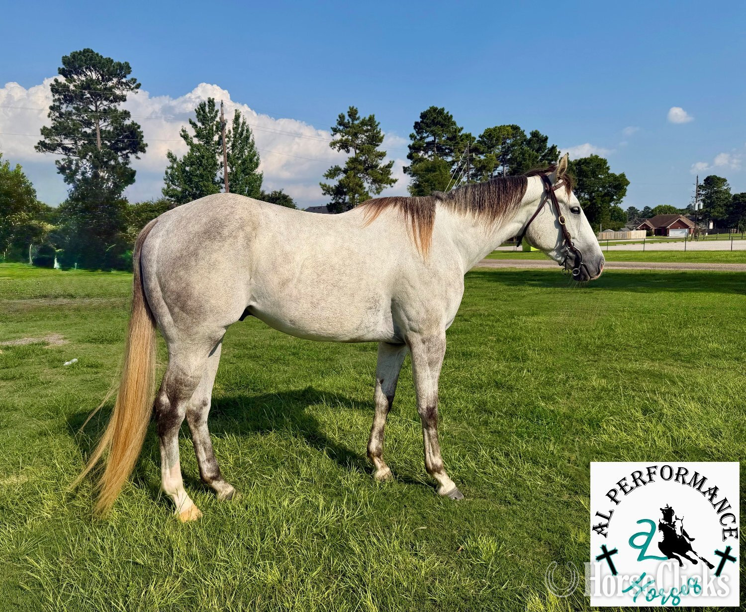 "Zeus" Grey Gelding Quarter Horse in Texas