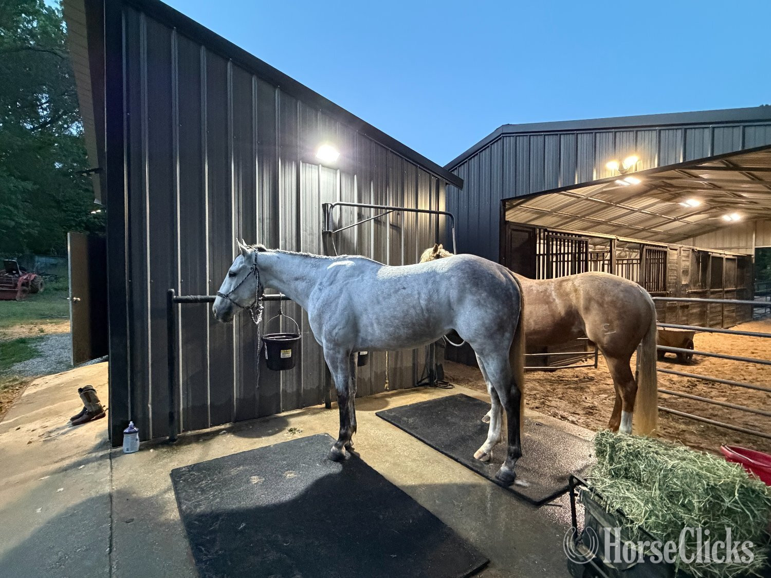 "Zeus" Grey Gelding Quarter Horse