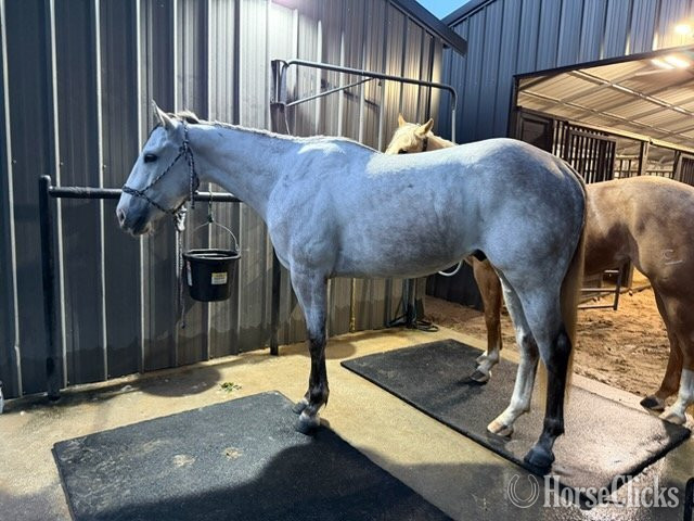 Texas "Zeus" Grey Gelding Quarter Horse