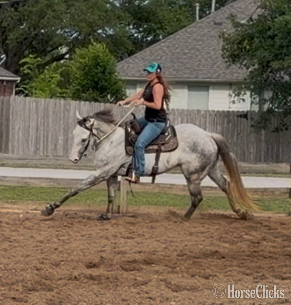 "Zeus" Grey Gelding Quarter Horse - Quarter Horse