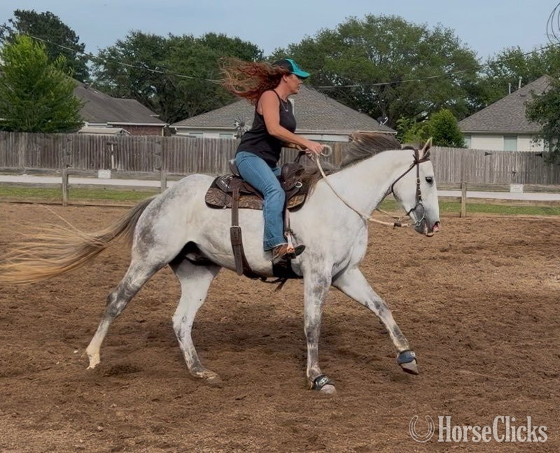 "Zeus" Grey Gelding Quarter Horse Texas