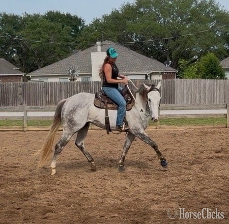 Quarter Horse - "Zeus" Grey Gelding Quarter Horse in Texas