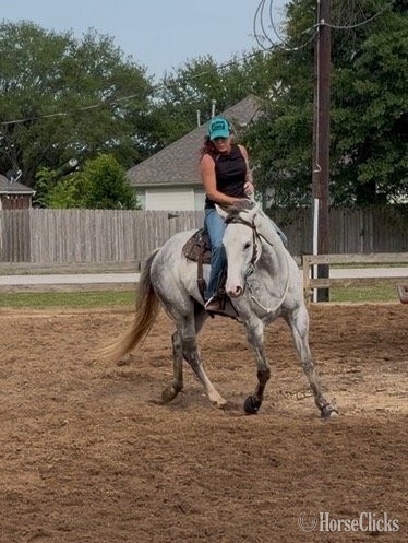 Quarter Horse - "Zeus" Grey Gelding Quarter Horse