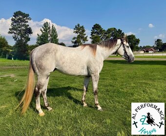 "Zeus" Grey Gelding Quarter Horse