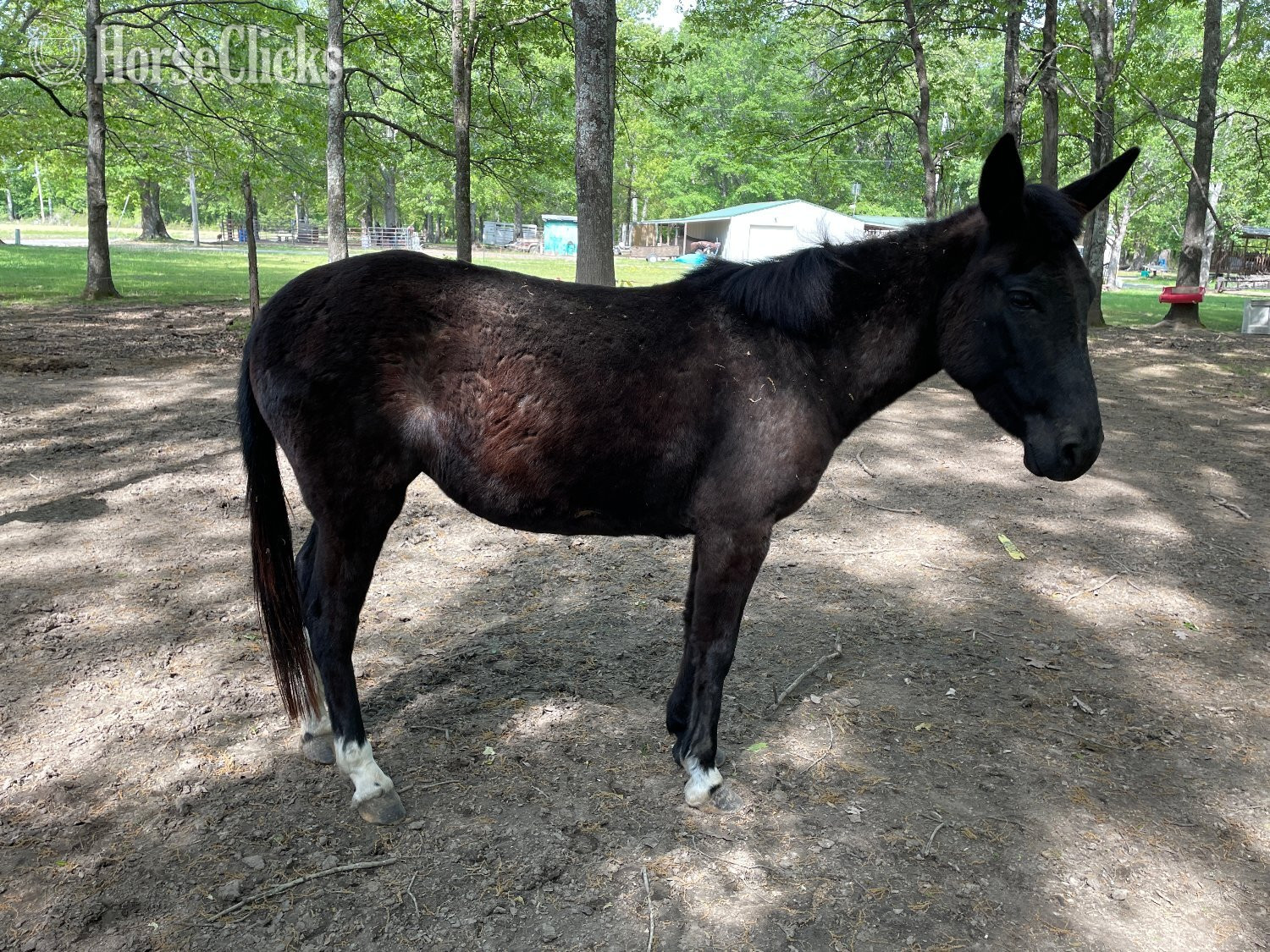"Montana" Black Mare Mule in Arkansas