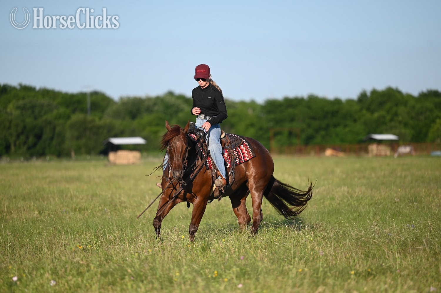 "Snoopy" Red Roan Gelding Quarter Horse - Quarter Horse in Texas
