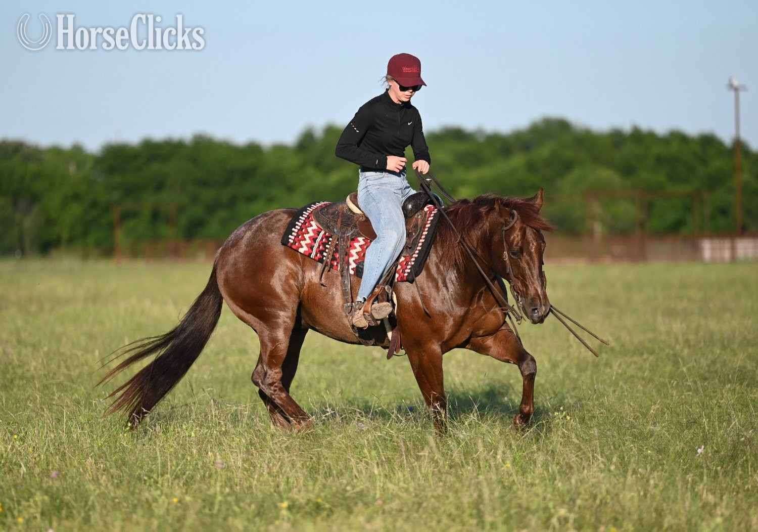 "Snoopy" Red Roan Gelding Quarter Horse - Quarter Horse