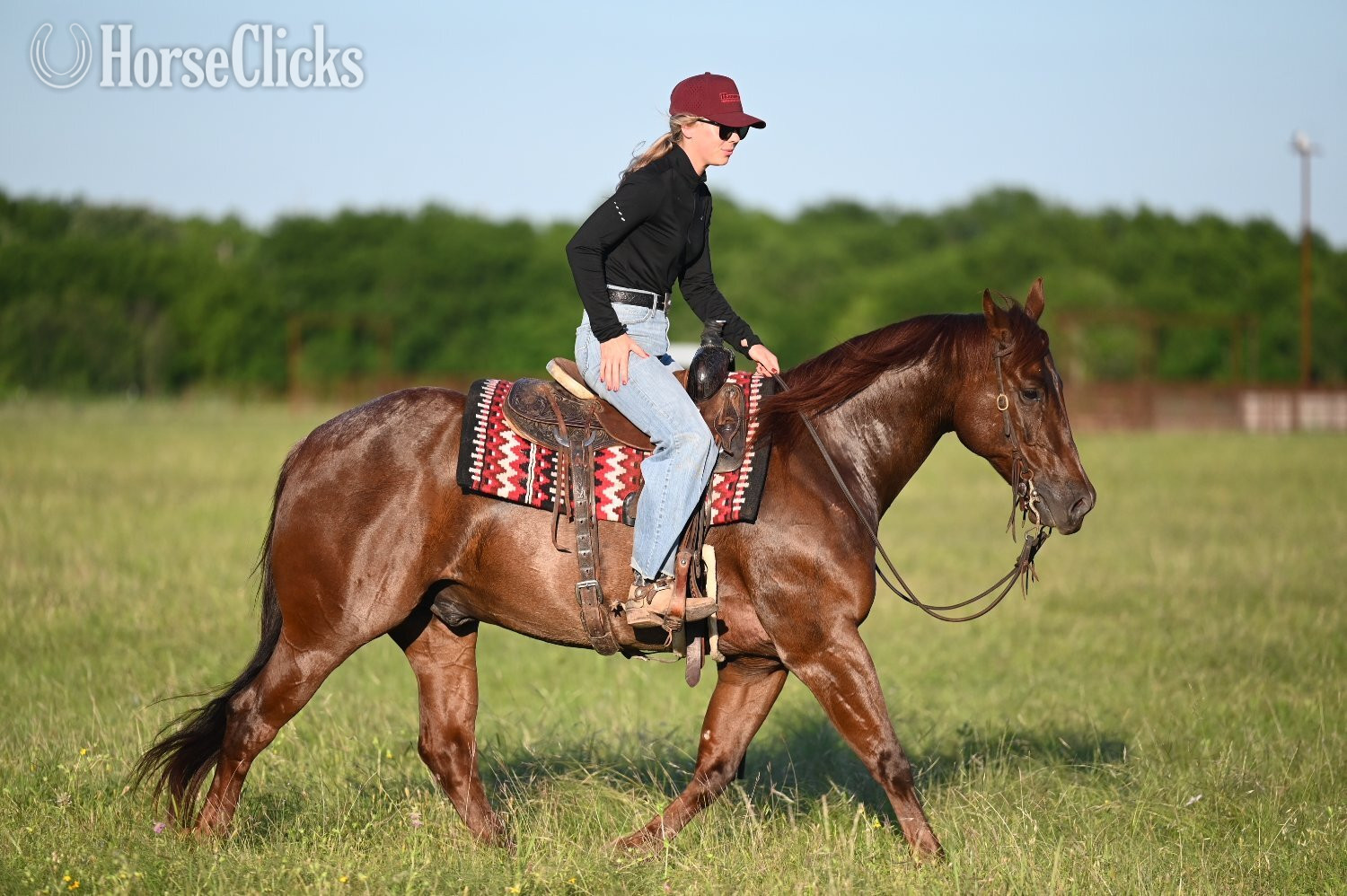 "Snoopy" Red Roan Gelding Quarter Horse Texas