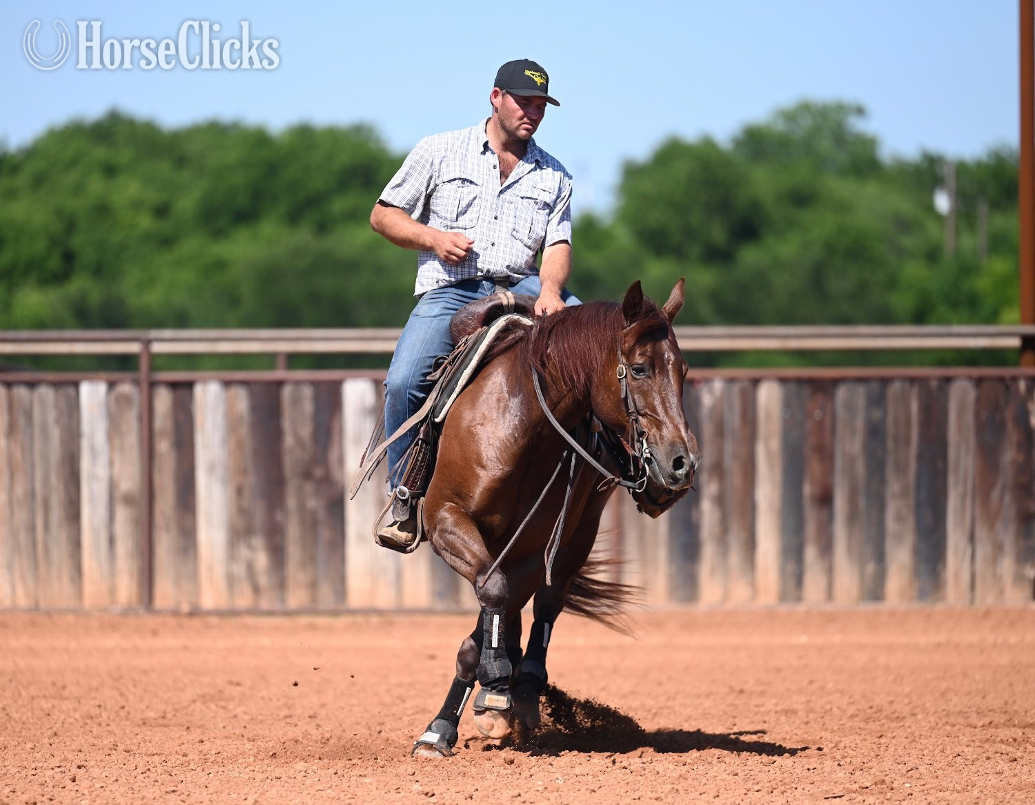 Quarter Horse - "Snoopy" Red Roan Gelding Quarter Horse in Texas
