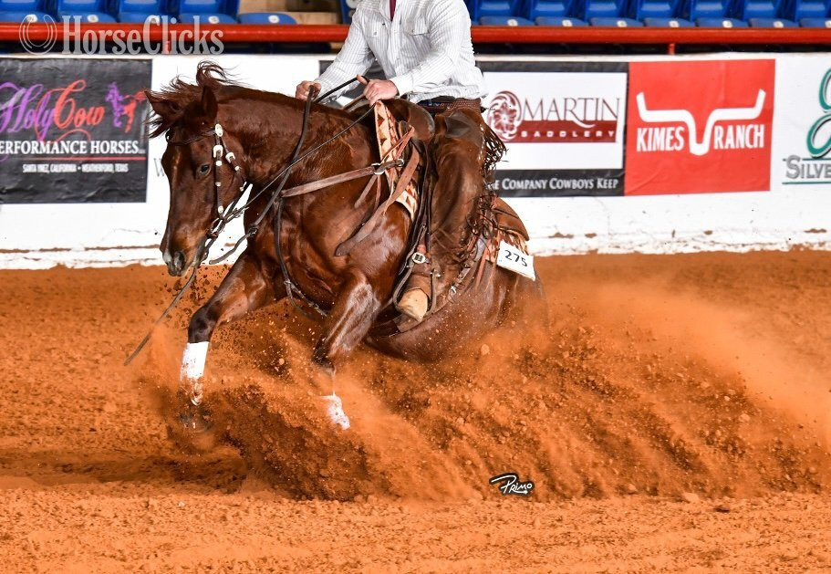 Quarter Horse - "Snoopy" Red Roan Gelding Quarter Horse