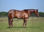 "Snoopy" Red Roan Gelding Quarter Horse