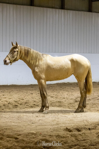 "Amada JLT" Champagne Mare Andalusian