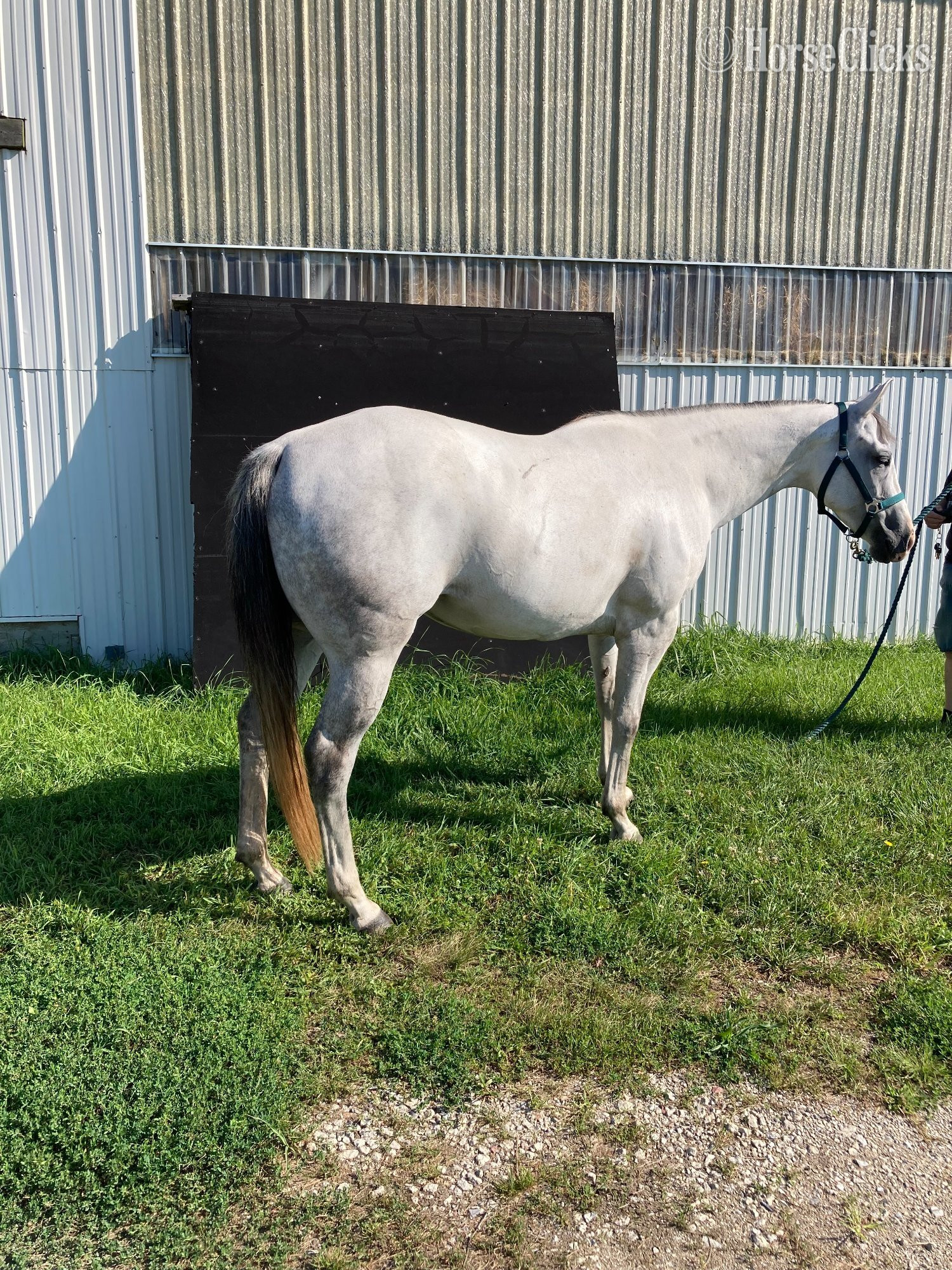 "Cashs Blue Pearl" Grey Mare Quarter Horse in Michigan