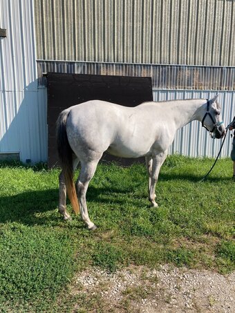"Cashs Blue Pearl" Grey Mare Quarter Horse