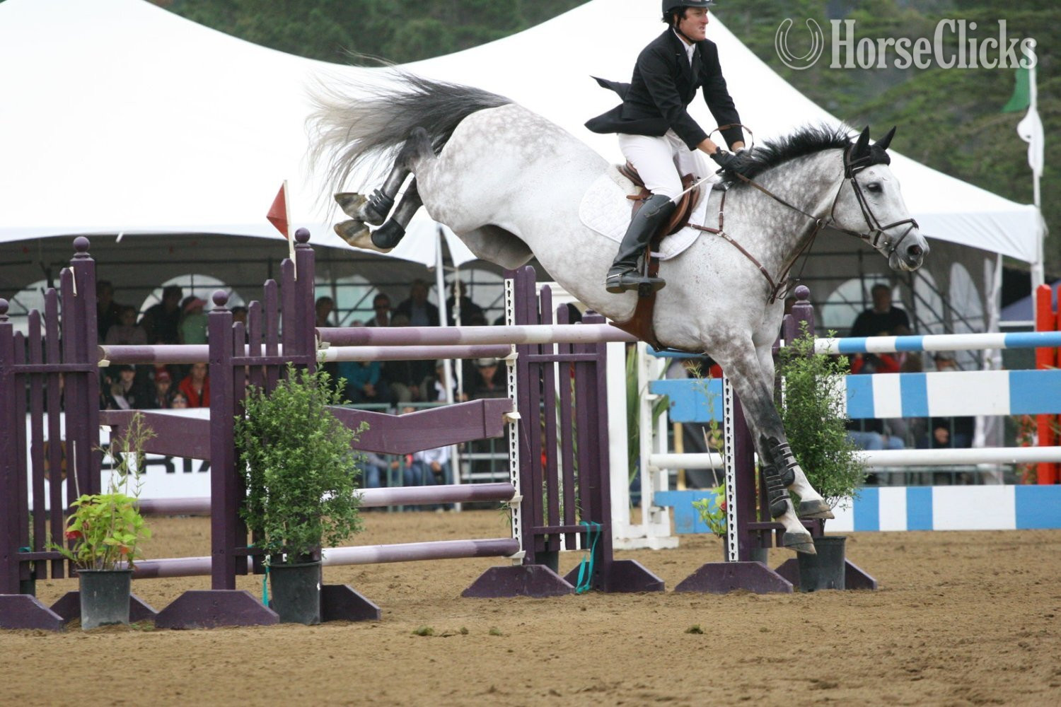 "Majestii" Grey Gelding Hanoverian in Mississippi