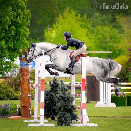 "Majestii" Grey Gelding Hanoverian