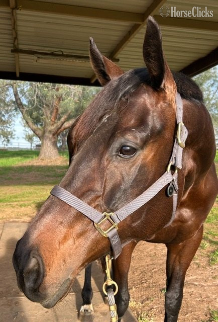"Lil" Bay Mare Thoroughbred