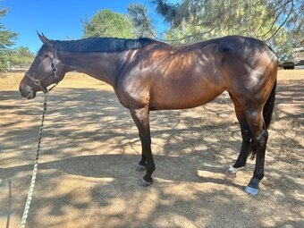 "Lil" Bay Mare Thoroughbred