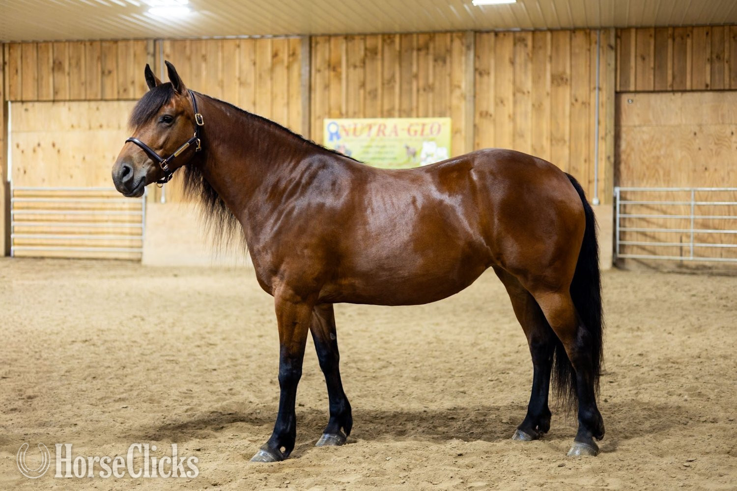 "Ed's Dancing Raven" Bay Mare Friesian