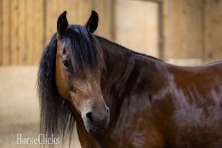 Ohio "Ed's Dancing Raven" Bay Mare Friesian