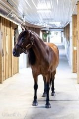 "Ed's Dancing Raven" Bay Mare Friesian - Friesian in Ohio