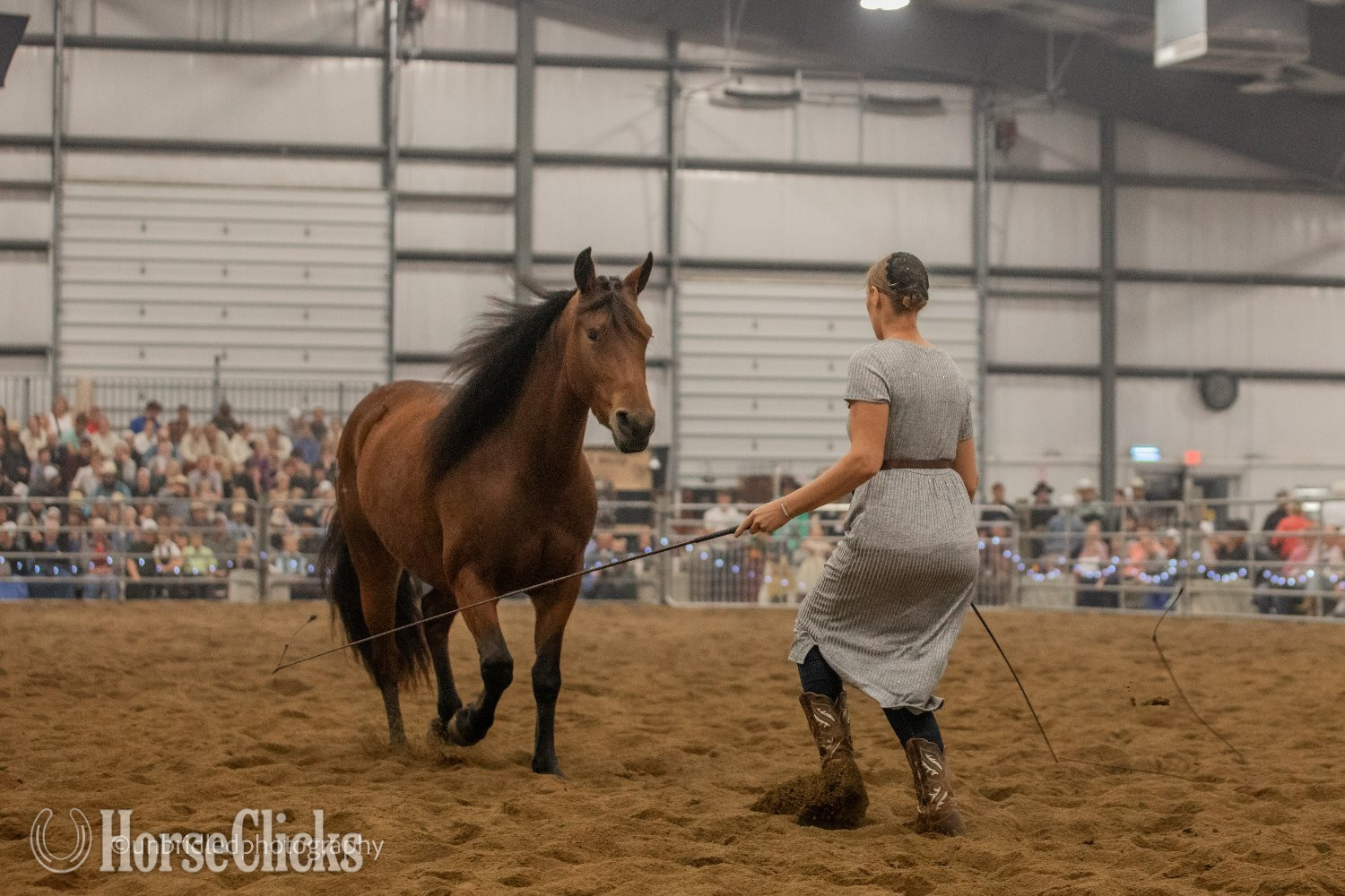 "Ed's Dancing Raven" Bay Mare Friesian - Friesian