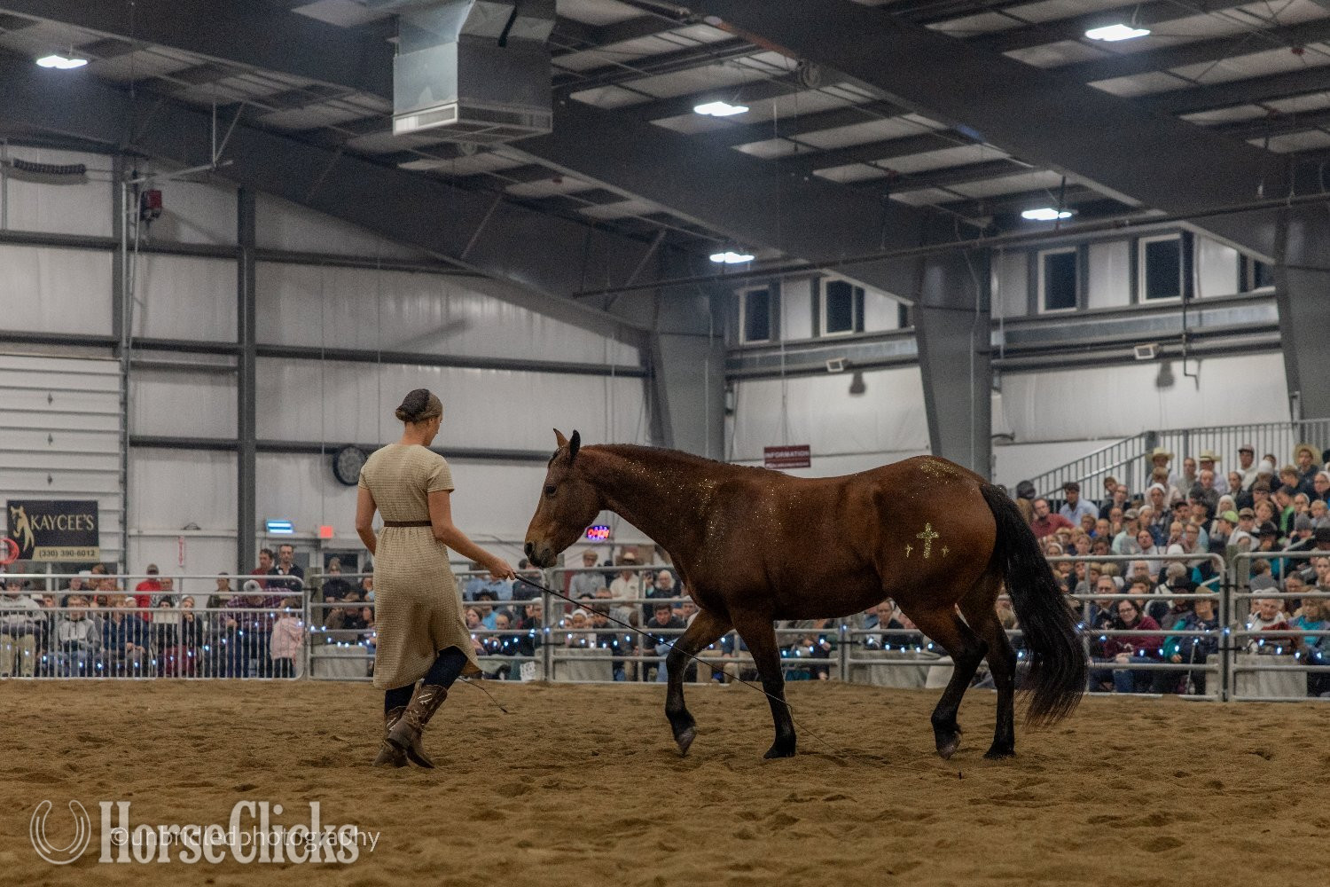 "Ed's Dancing Raven" Bay Mare Friesian Ohio
