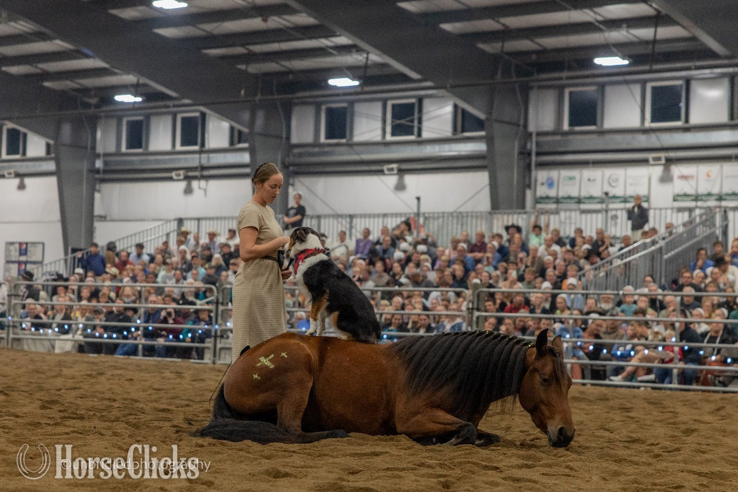 Friesian - "Ed's Dancing Raven" Bay Mare Friesian in Ohio