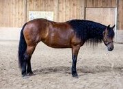 "Ed's Dancing Raven" Bay Mare Friesian