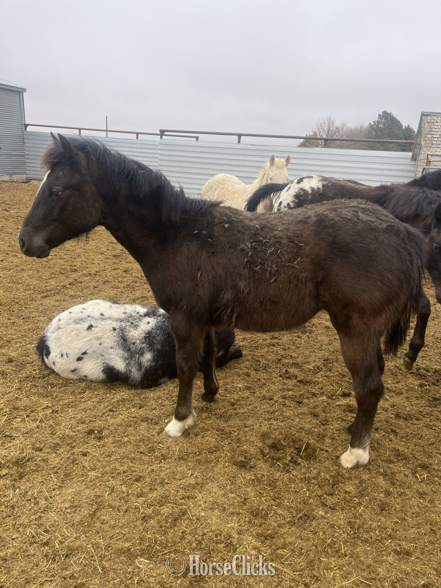 "Netty" Black Filly Appaloosa in North Dakota
